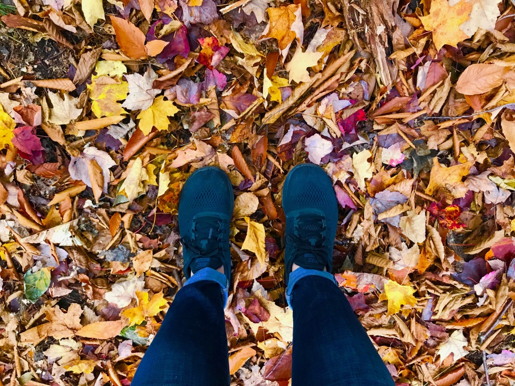 Algonquin Park Autumn Leaves